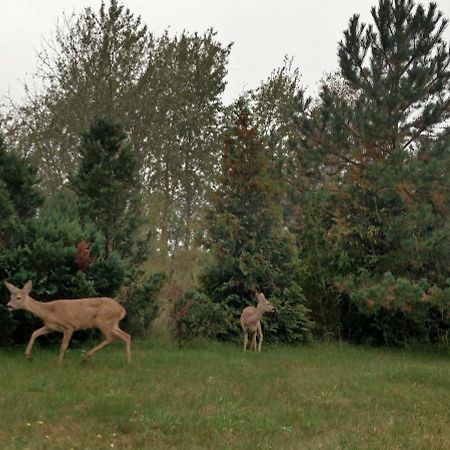 Ferienwohnung Am Kustenwald Trassenheide Eksteriør billede