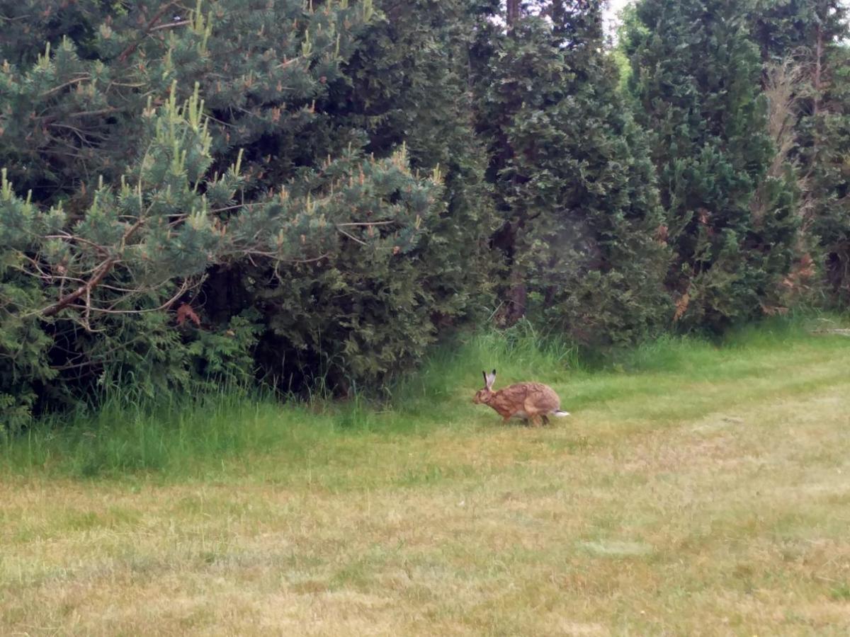 Ferienwohnung Am Kuestenwald Trassenheide Eksteriør billede