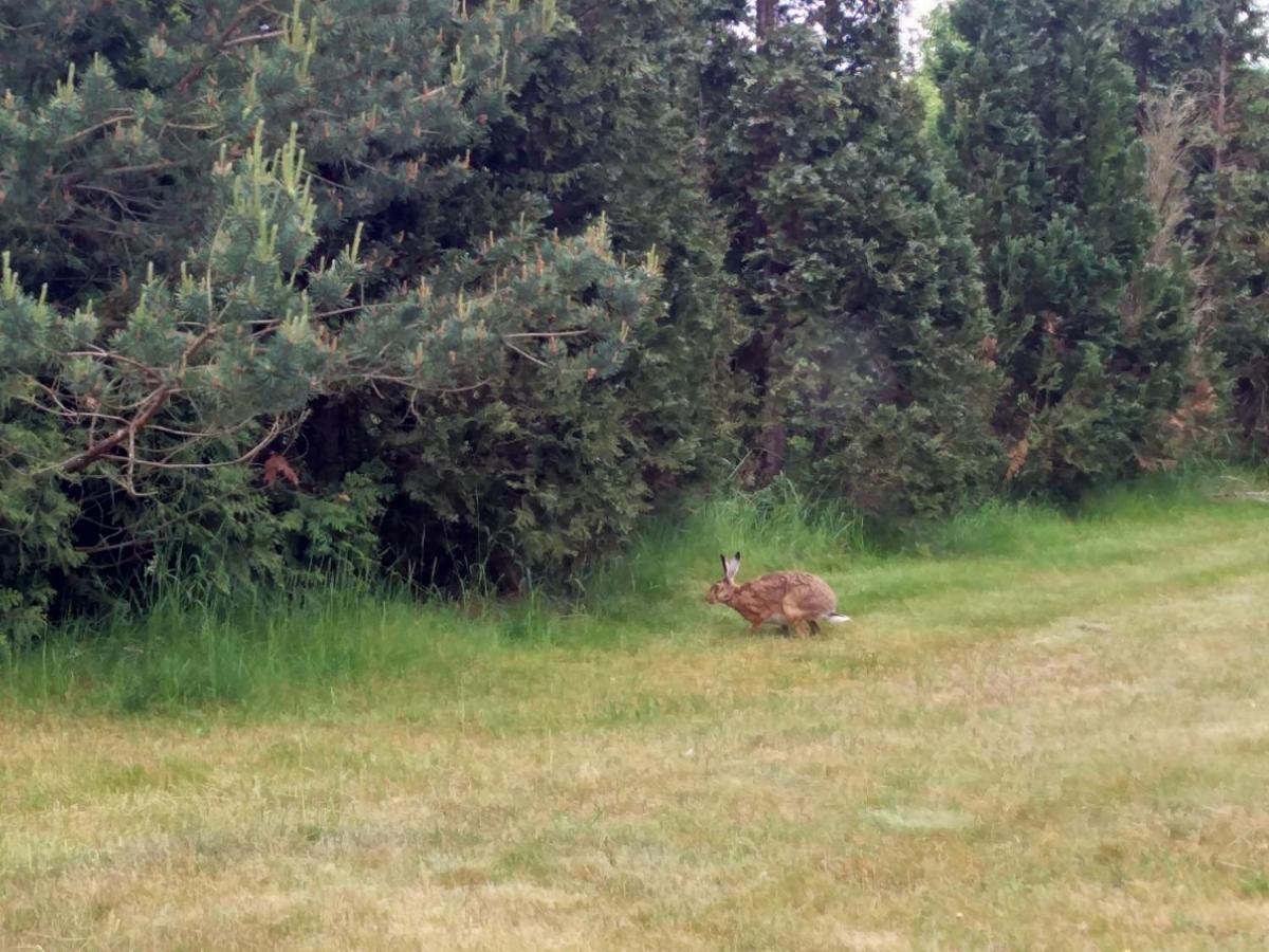 Ferienwohnung Am Kustenwald Trassenheide Eksteriør billede